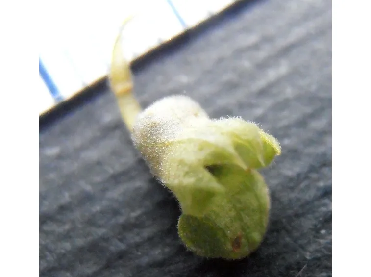 teucrio particolare