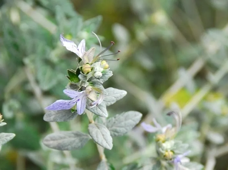 fiore di teucrio