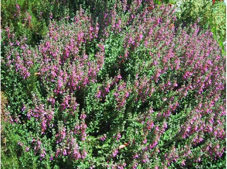 piante di teucrio