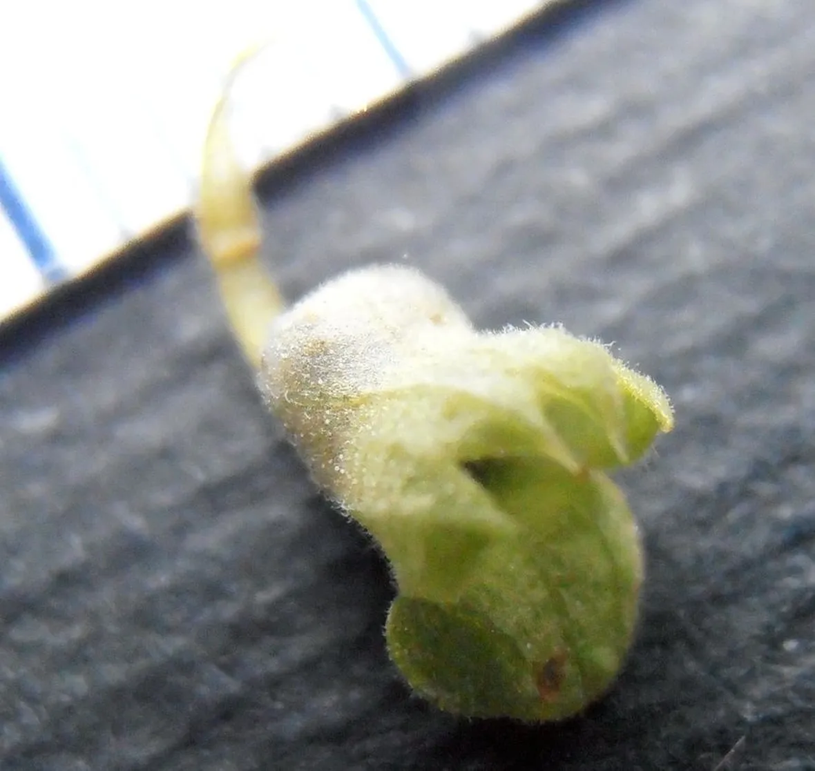 teucrio particolare