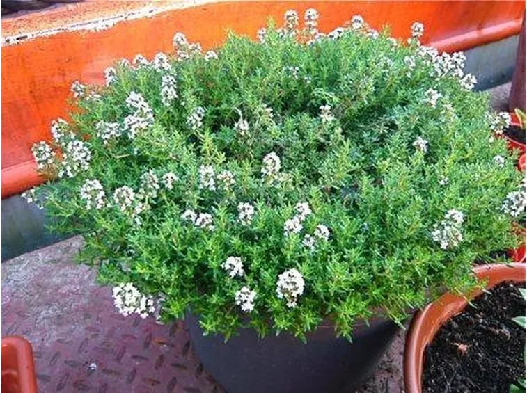 piantina timo