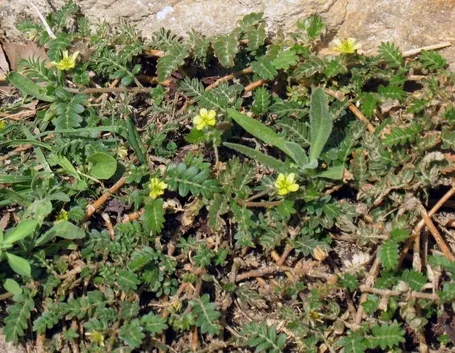 Il Tribulus Terrestris
