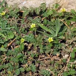 Il Tribulus Terrestris