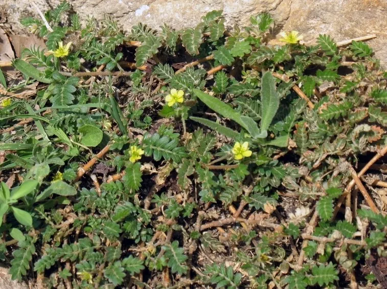 Il Tribulus Terrestris
