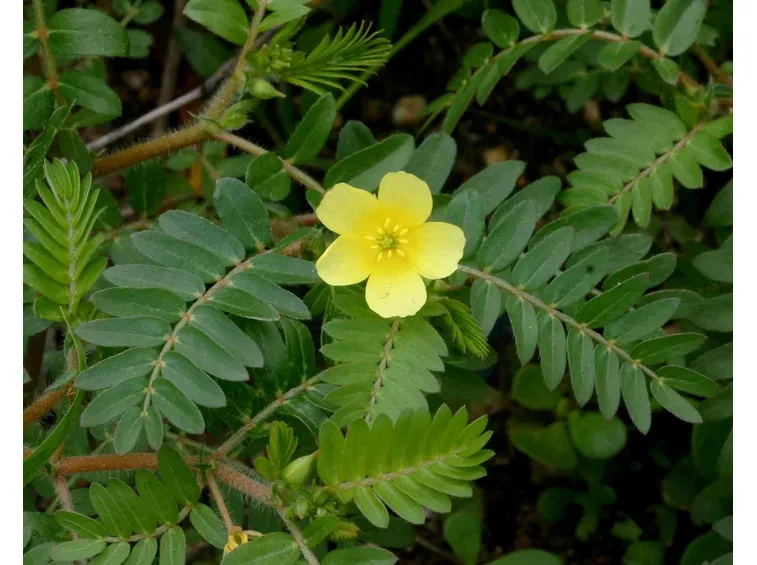 Il fiore del Tribulus Terrestris