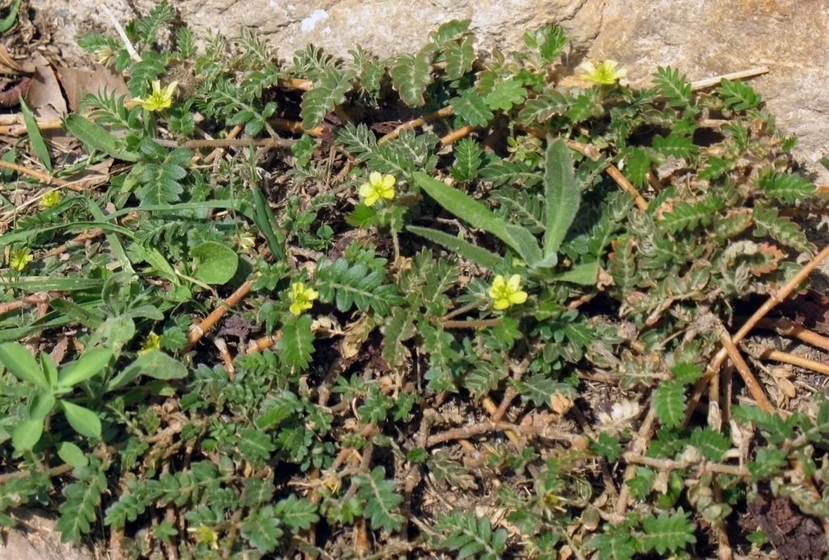 Il Tribulus Terrestris