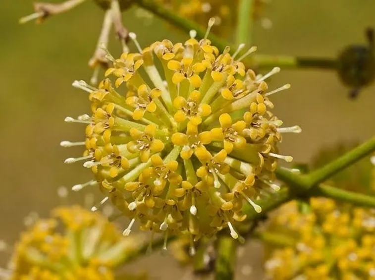 uncaria tomentosa