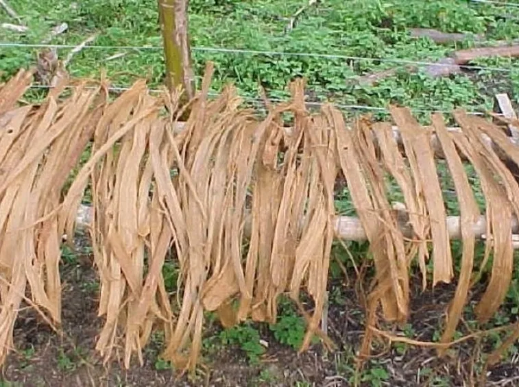 radici di uncaria