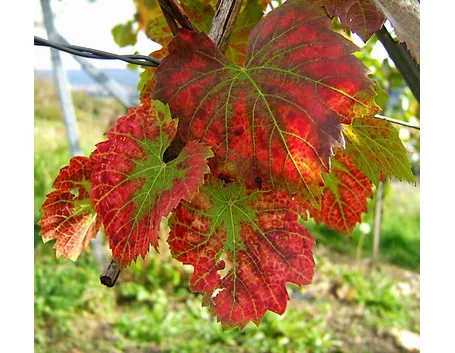 Foglia di vite rossa