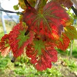 Foglia di vite rossa