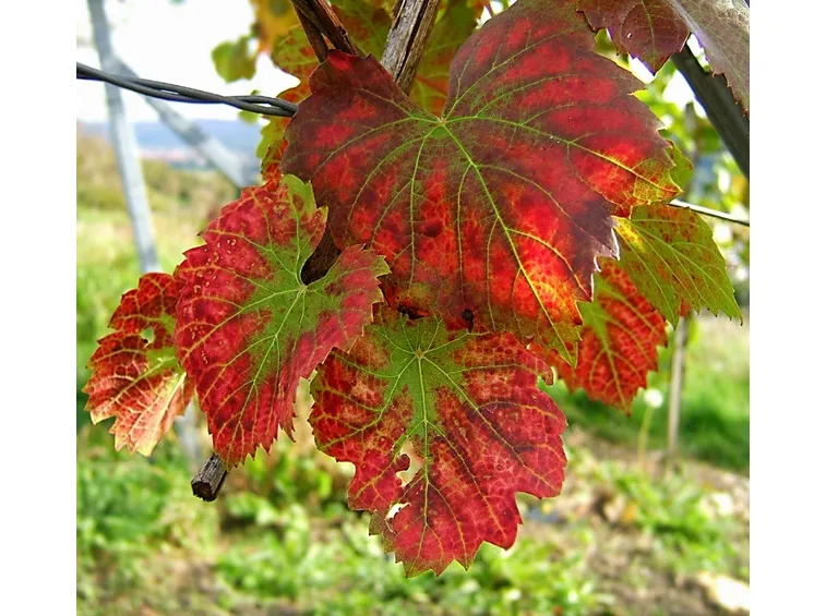Foglia di vite rossa