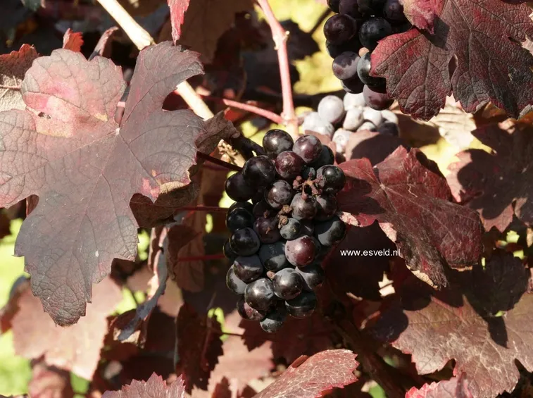 Colore intenso delle foglie di vite rossa