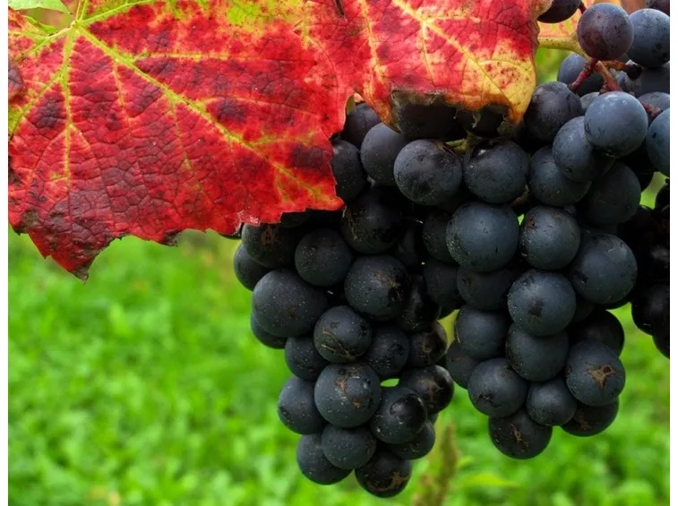 Foglie di vite rossa con grappolo