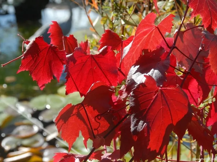 Foglie di vite rossa baciate dal sole