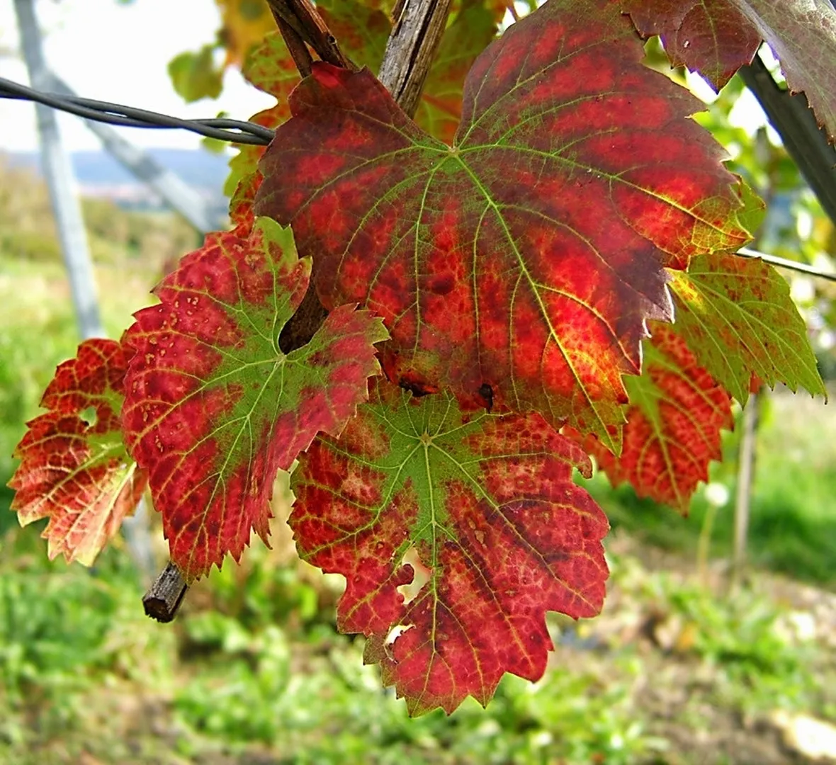 Foglia di vite rossa