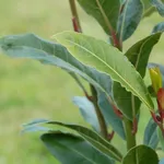foglie di alloro