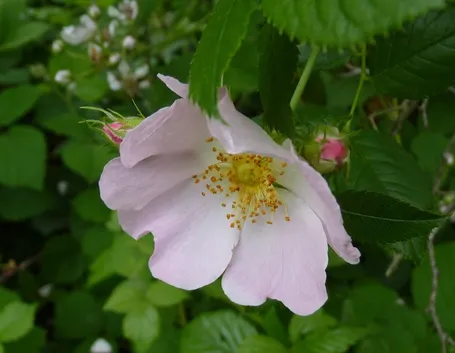 Fiore di rosa canina