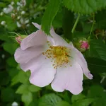 Fiore di rosa canina