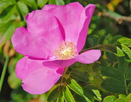 Fiore di rosa canina