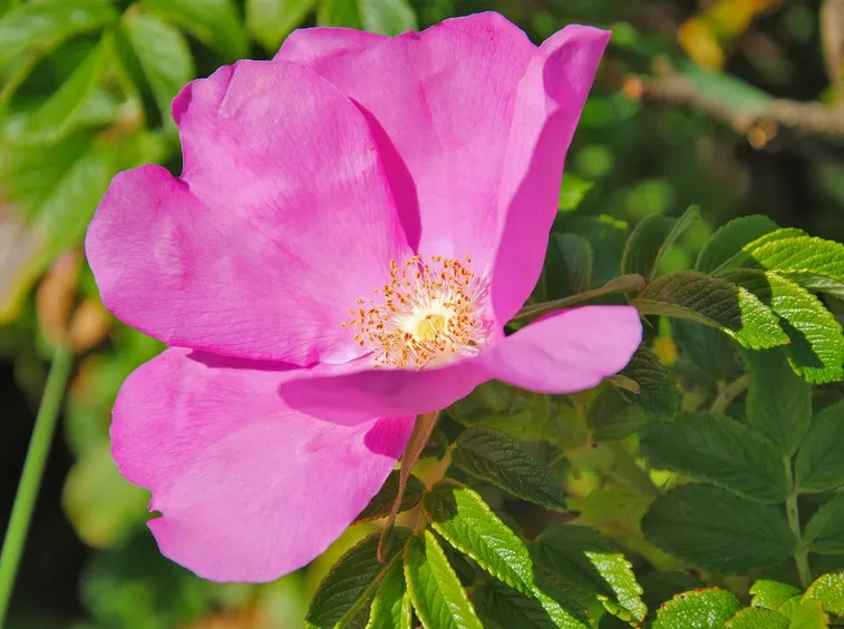 Fiore di rosa canina