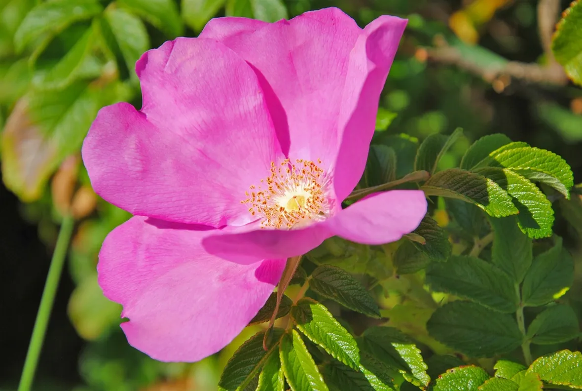 Fiore di rosa canina