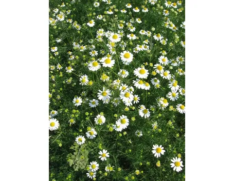 Fiori di camomilla