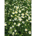 Fiori di camomilla