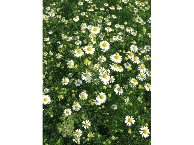 Fiori di camomilla