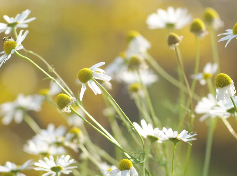 Fiori di camomilla pronti per la raccolta