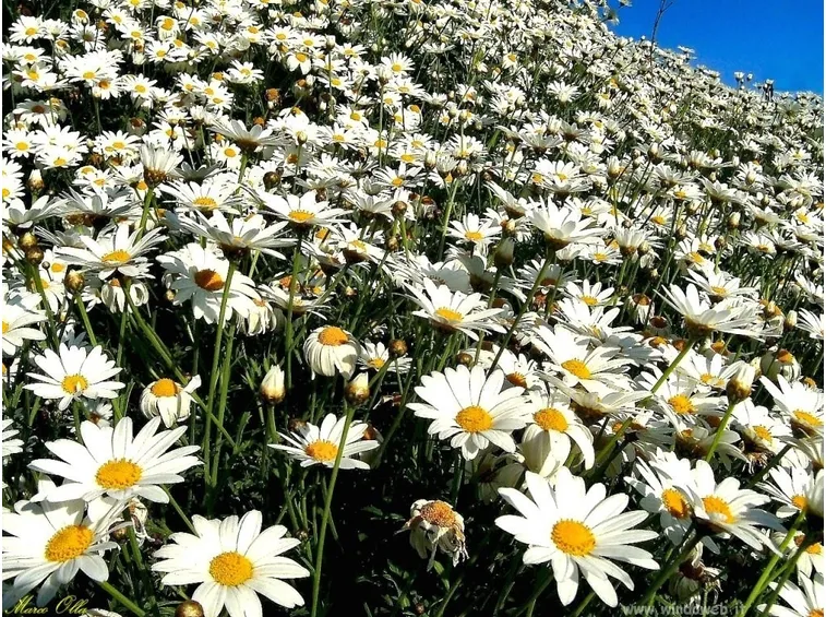 Fiori di camomilla