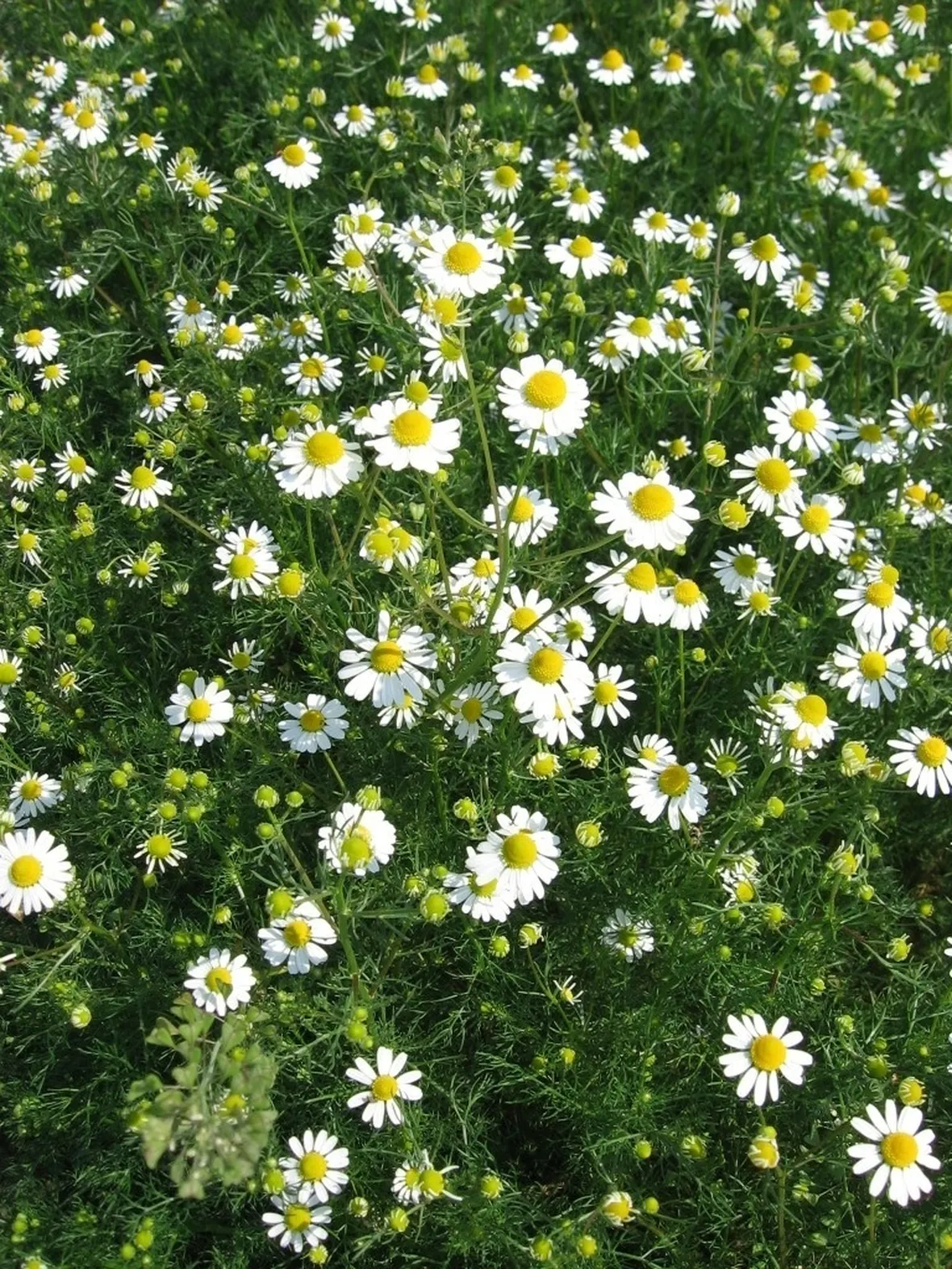Fiori di camomilla