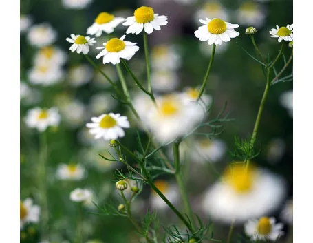 fiori camomilla