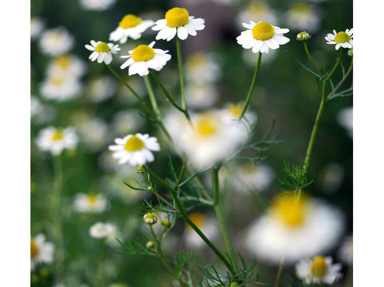 fiori camomilla