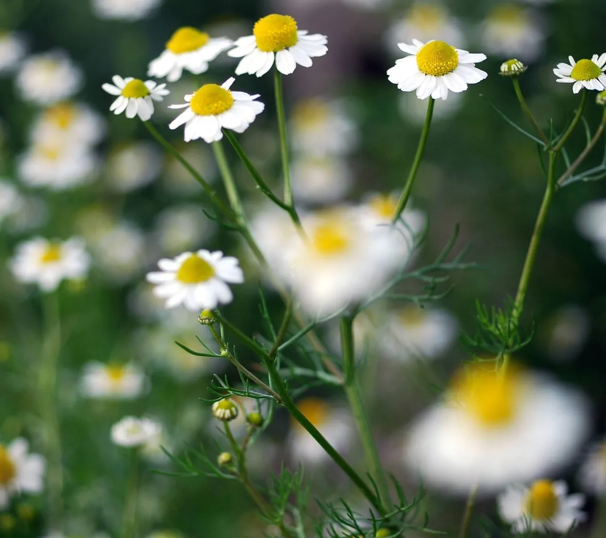 fiori camomilla