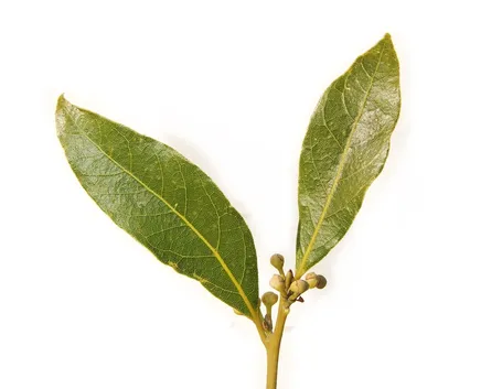 Foglie di Laurus Nobilis