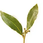Foglie di Laurus Nobilis