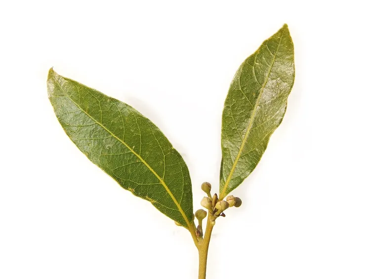 Foglie di Laurus Nobilis