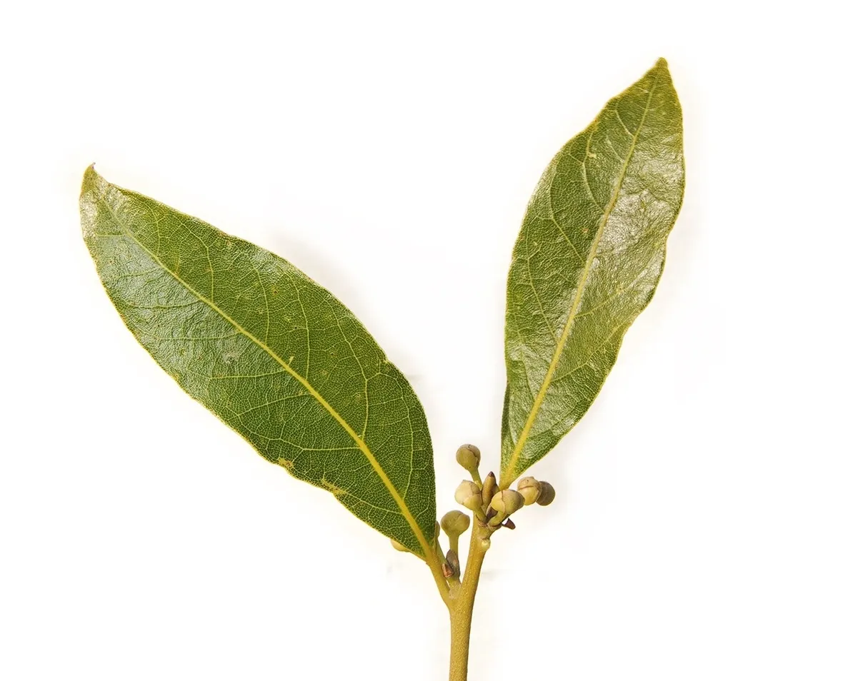 Foglie di Laurus Nobilis