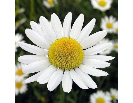 fiore di camomilla