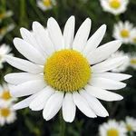 fiore di camomilla