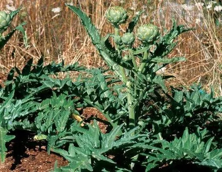 painte di carciofi