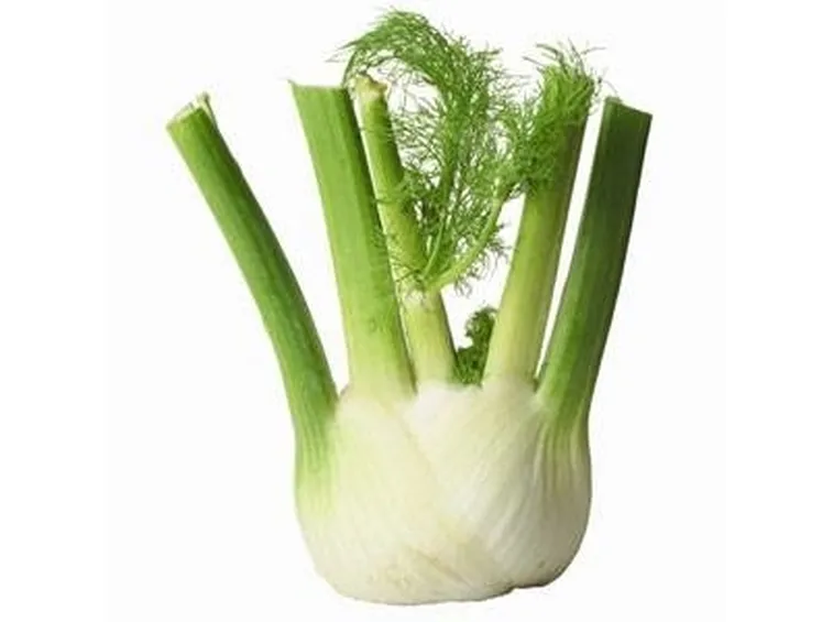 Infusi di finocchio