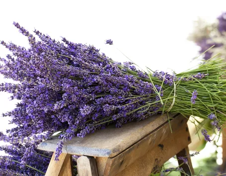 Rami di lavanda