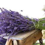 Rami di lavanda