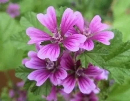 malva_zps5c7b4db5