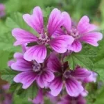 malva_zps5c7b4db5