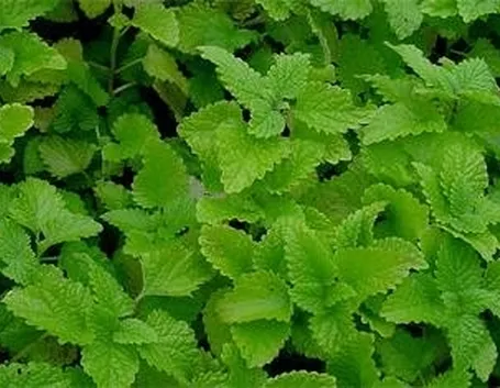 foglie di melissa