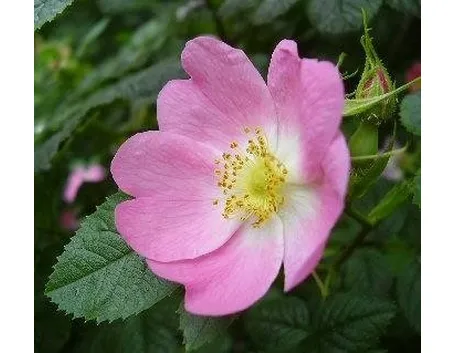 Infuso di rosa canina