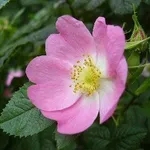 Infuso di rosa canina