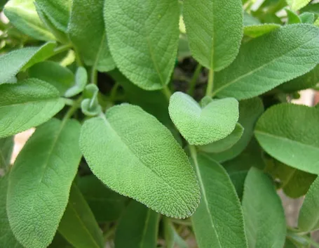 La pianta della salvia